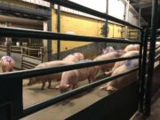 Spaziergänger entdecken Tiertransporter im Gewerbegebiet Harsleben und benachrichtigen die Polizei