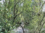 Niedrigwasser – Untere Wasserbehörde des Landkreises Nordhausen appelliert, Wasser nur sparsam zu verbrauchen