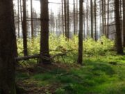 Fachvortrag von Sabine Bauling: Wald auf dem Weg zur Wildnis- aktuelle Waldsituation im Nationalpark Harz