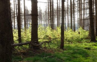 Fachvortrag von Sabine Bauling: Wald auf dem Weg zur Wildnis- aktuelle Waldsituation im Nationalpark Harz