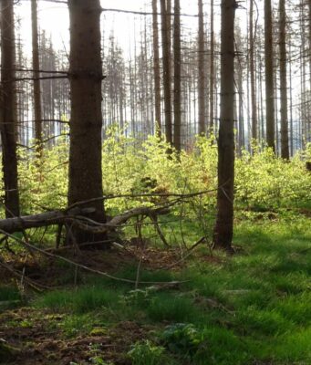 Fachvortrag von Sabine Bauling: Wald auf dem Weg zur Wildnis- aktuelle Waldsituation im Nationalpark Harz
